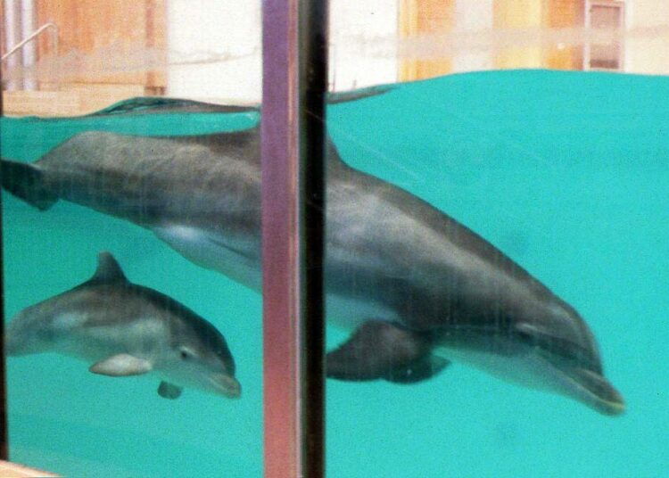 Eviran mukaan Särkänniemen delfinaarion toiminta vaikuttaa enemmän sirkukselta kuin eläintarhalta.