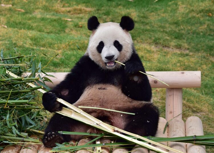 Isopanda elää Kiinassa ja syö bambua. Kuvan eläin on kuvattu ruokailemassa eteläkorealaisessa eläinpuistossa.
