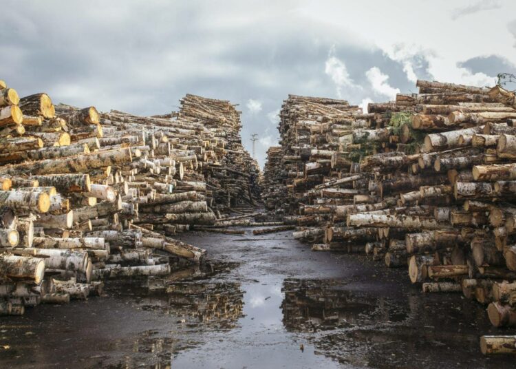 WWF:n mukaan Suomen metsät eivät kestä hallituksen bioenergiatavoitteiden vaatimia hakkuita.