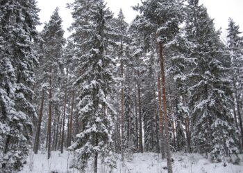 Luonnonsuojeluliiton mielestä Suomen metsäpolitiikka on arvioitava kokonaan uudelleen.