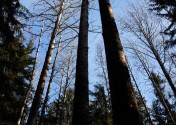 Suomen metsät ja maankäyttösektori eivät toimi enää nettohiilinieluina.