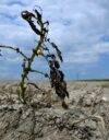 Eurooppa on tänä kesänä kärsinyt pahimmasta kuivuudesta 500 vuoteen.
