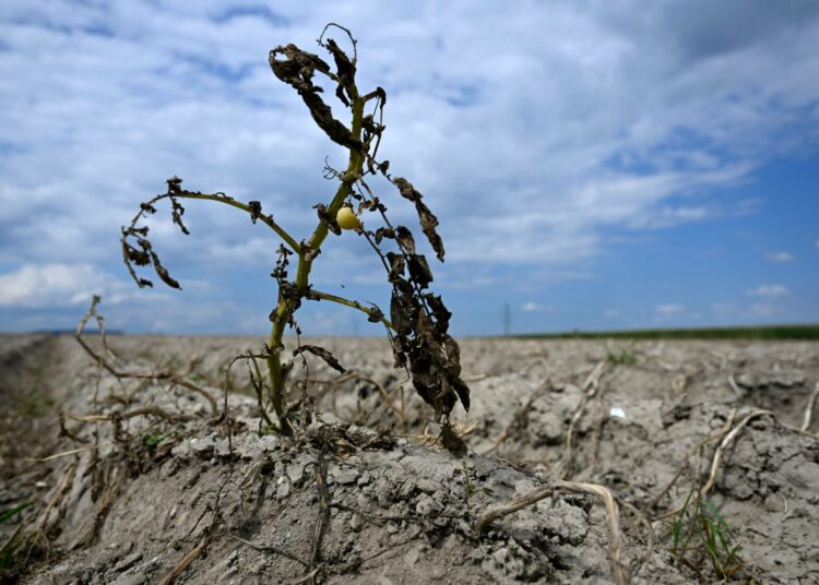 Eurooppa on tänä kesänä kärsinyt pahimmasta kuivuudesta 500 vuoteen.