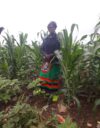 Eteläisen Sambian Pemban alueella asuva pienviljelijä Planeta Hatuleke maissipellollaan. Kevään sadonkorjuuaikaan havaittiin, että puolet maissisadosta oli tuhoutunut.