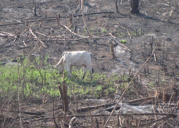 Kaikkialla maailmassa ympäristönsuojelijoita haastetaan perusteettomasti oikeuteen tarkoituksena vaientaa heidät, mutta eniten juttuja nostetaan Latinalaisessa Amerikassa. Kaivosteollisuuden lisäksi maatalous on usein vastakkain suojelijoiden kanssa. Kuvassa laitumeksi raivattua Amazonin sademetsää.