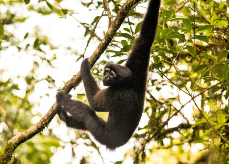 ”Skywalker Hoolock Gibbon” -lempinimen saanut apina kuuluu 25 uhanalaisimman kädellislajin joukkoon.