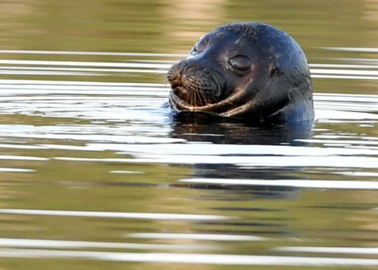 Saimaannorppa on suomalaisen luonnon erikoisuus.