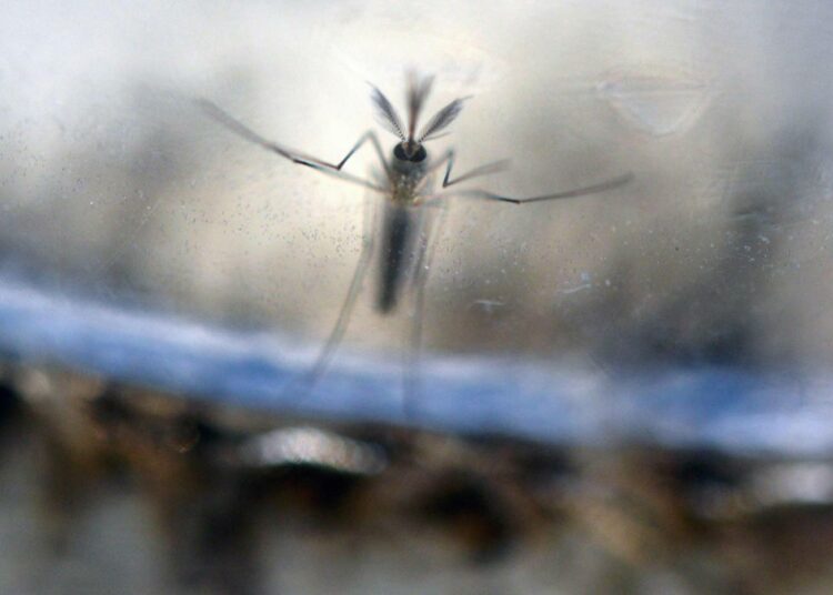 Zikavirusta levittävä Aedes Aegypti -hyttynen.