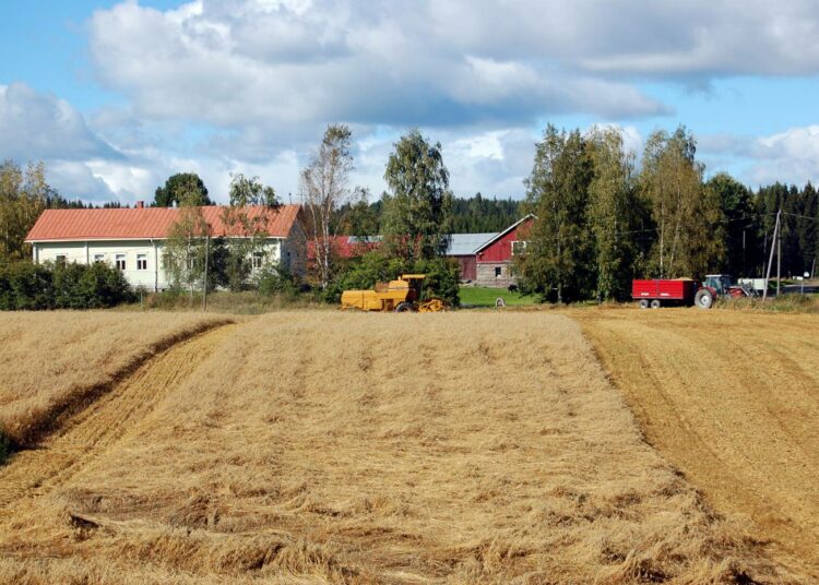 Kirjoittajan mukaan pelloistamme voitaisiin ottaa jo neljännes energiakäyttöön rehuntarpeen vähetessä ja eläinmäärien pienentyessä.