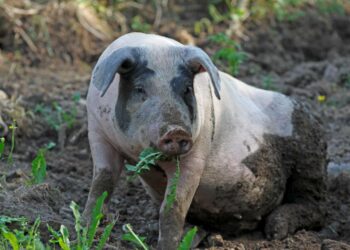 Myös yhä useampi ei-luomutuotantoon kuuluva sikatila on viime vuosina erikoistunut sikojen hyvinvointiin ja alkanut ulkoiluttaa sikojaan. Ulkoilutuskielto tuhoaisi eläinsuojelujärjestöjen arvion mukaan tämän positiivisen kehityksen.