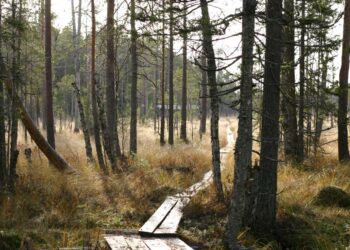 Salamajärven kansallispuiston kattavat retkeilyreit tarjoavat vaihtoehdon Lapin vaellusreiteille.