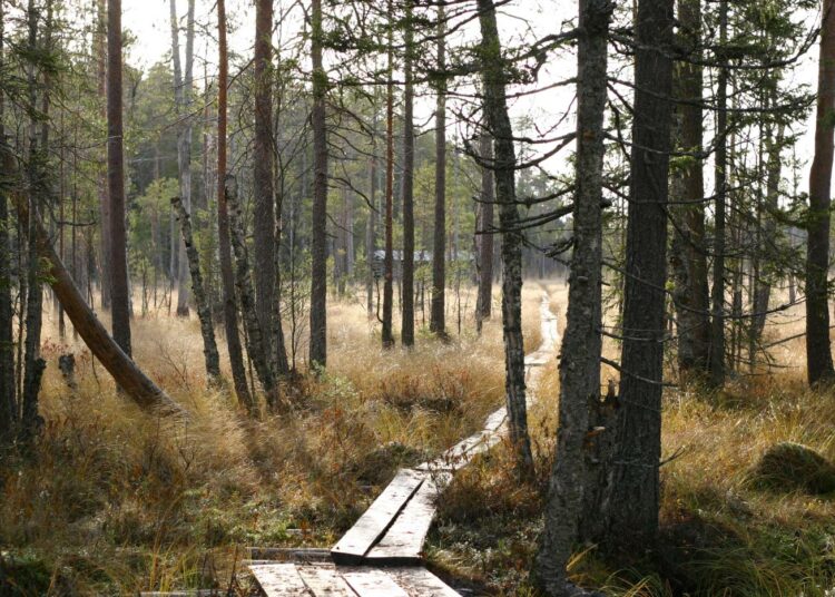 Salamajärven kansallispuiston kattavat retkeilyreit tarjoavat vaihtoehdon Lapin vaellusreiteille.