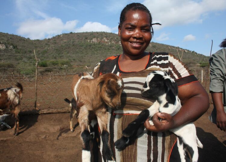 Etelä-Afrikan KwaZulu Natalin maakunnan Jozinissa asuva Nomsa Mthethwa on kouluttanut lapsensa yliopistoon asti vuohitarhauksesta saamillaan tuloilla.