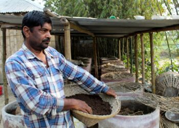 Bangladeshilainen Azizar Rahman valmistautuu levittämään matokompostia riisipelloilleen.