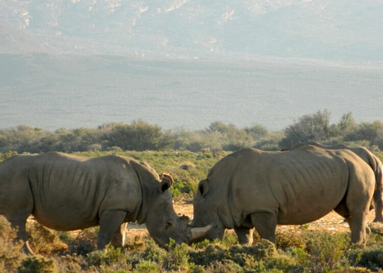 Salametsästys oli ajaa Afrikan sarvikuonot sukupuuttoon, mutta valvonnan kiristäminen on saanut kannan elpymään.