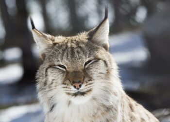 Hallituspuolueet haluavat yllättäen helpottaa myös ilveksen metsästystä suden metsästyksen varjolla.