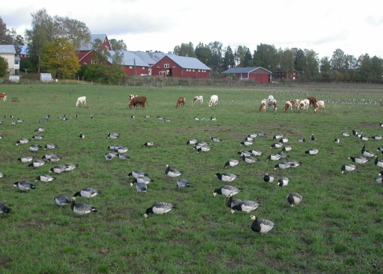 Valkoposkihanhet viihtyvät Helsingin Viikin pelloilla.