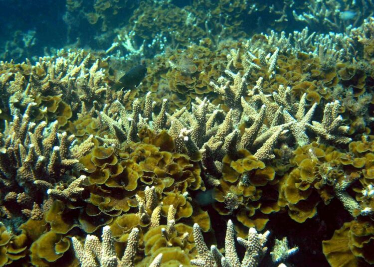 Valtamerien happamoitumisen uskotaan vaikuttavan muun muassa koralliriuttoihin.