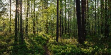 Muinaissuomalaisille tiheä metsä merkitsi kotia ja turvaa.