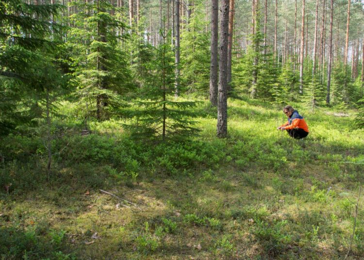 Marjastaminen on Tuomelalla tapa olla luonnossa – yksin tai yhdessä.