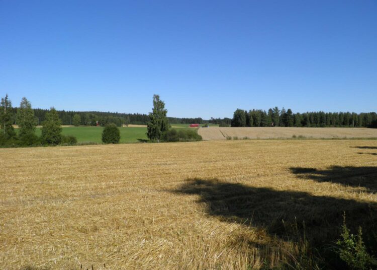 Kasvien rokottaminen voi tulevaisuudessa korvata myrkyt. Kuva Järvenpään kylästä Hämeenkoskelta.