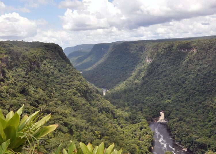Guyanan metsistä noin 80 prosenttia eli 15 miljoonaa hehtaaria on säilynyt koskemattomina.