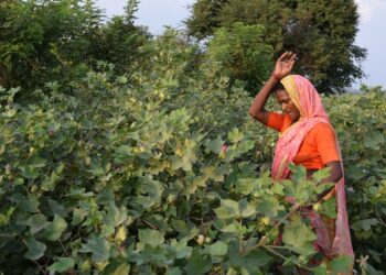 Sandhya Mohite, puuvillan pienviljelijä Maharashtran osavaltiossa. Ennen uutta maatalouslakia puuvillalla oli minimituottajahinta. Sen puuttuessa laista viljelijät pelkäävät ansioidensa putoavan entisestään. Jo nyt intialaiset maanviljelijät tekevät itsemurhia maailmanennätysvauhtia, ja lähes aina syyt ovat taloudellisia.