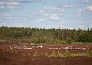 Turvetta nostettaessa tuhotaan hiilinieluja.
