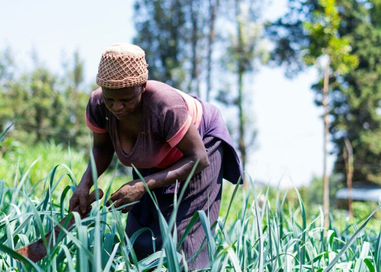 Samuel Ndungun luomutila työllistää kuusi henkilöä.