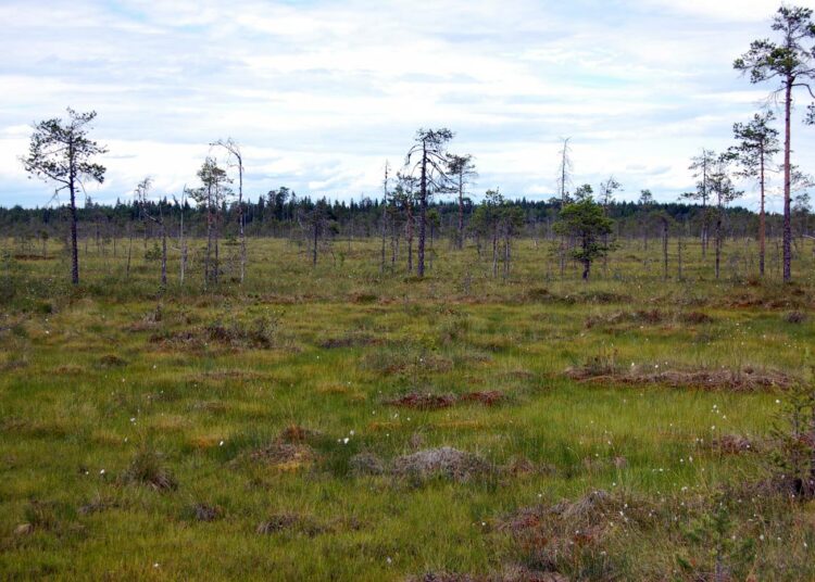 Suomen luonnonsuojeluliiton mielestä turpeenpoltosta on luovuttava hallitusti vuoteen 2020 mennessä. Kuva on Pyhä-Häkin kansallispuistosta Saarijärveltä.