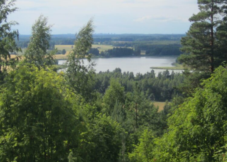 Roineen selkää. Takana häämöttää Hervannan tornitaloja.