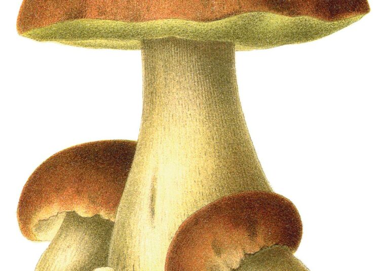 Herkkutatti eli Boletus edulis.