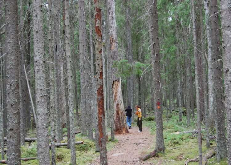 Myös luontopalveluiden ja jokamiehen oikeuksien kehittäminen on tärkeää tulevaisuudessakin.