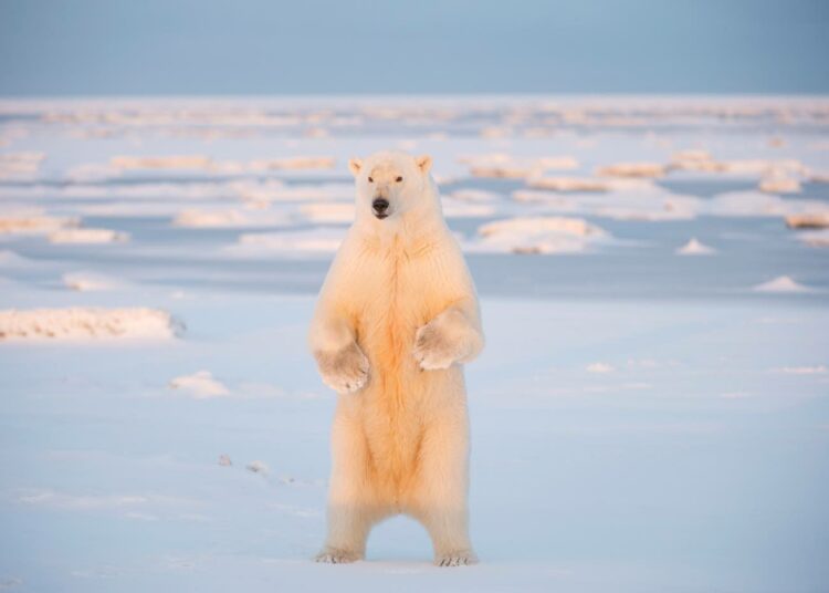 Merijään hupeneminen aiheuttaa ongelmia muun muassa jääkarhuille.