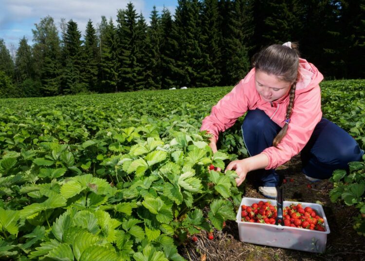 Ukrainalainen Tanja Syroizhko poimi mansikoita Vesa Soirion mansikkaviljelyksillä Suonenjoella keskiviikkona heinäkuussa 2015. Hallitus neuvottelee tänään  kausityöntekijöiden saatavuuden turvaamisesta.