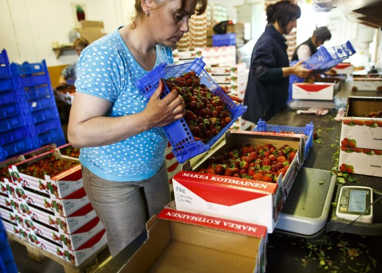 Ukrainalaisia kausityöntekijöitä valmistelemassa mansikoita myyntiin Suonenjoella. Kuvituskuva.