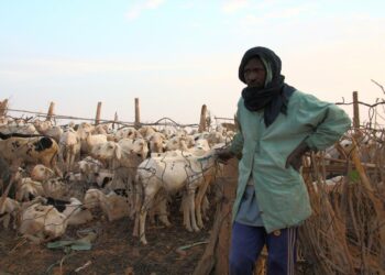 Lampaiden kasvattaja viemässä lammaslaumaansa laitumelle aamuvarhaisella Mauritaniassa, Sahelin autiomaan länsiosassa. Afrikan kehityspankki sanoo, että ruokaturvan rakentaminen on keskeinen ehto rauhan rakentamiselle.