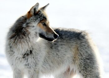 Sadan suden kaatoluvan kiintiöstä käytettiin 80 muutamassa viikossa.