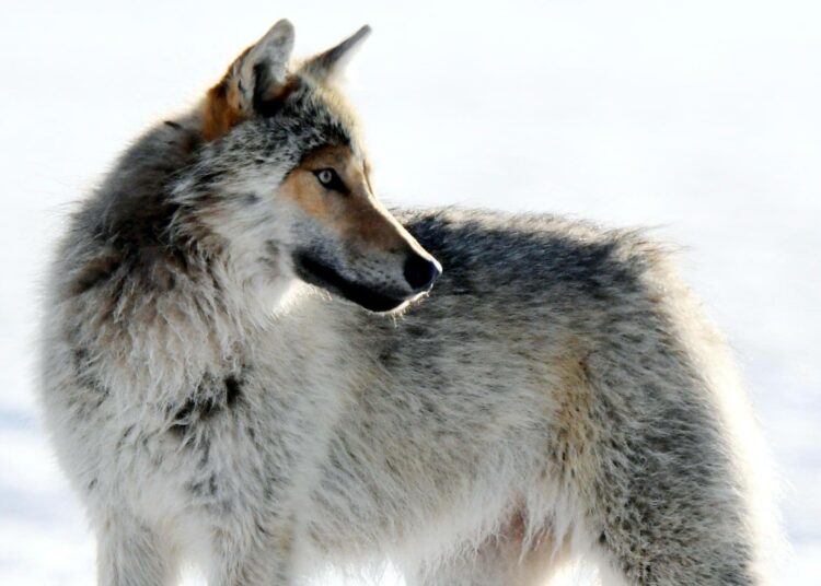 Sadan suden kaatoluvan kiintiöstä käytettiin 80 muutamassa viikossa.