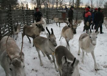 Vasat ja emät erotetaan kirnussa omistajansa mukaan. Koko poronhoitoalueella laiduntaa vajaa 200 000 poroa.