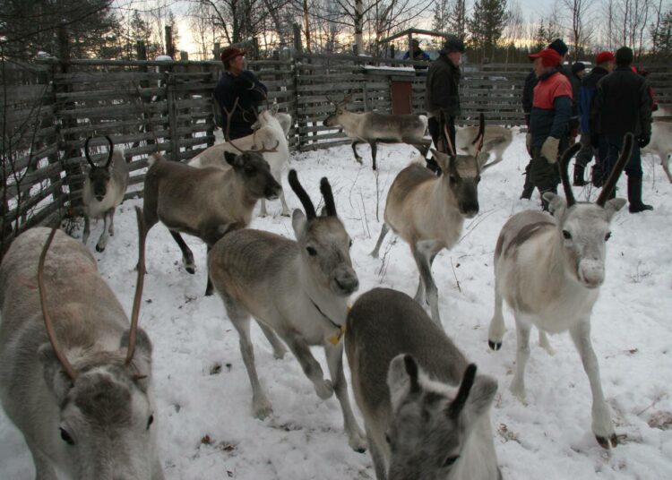 Vasat ja emät erotetaan kirnussa omistajansa mukaan. Koko poronhoitoalueella laiduntaa vajaa 200 000 poroa.