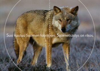 Suomen lajien uhanalaisuusselvityksen mukaan susi on yhä erittäin uhanalainen laji. Luonto-Liitolla on meneillään Salakaadot seis -kampanja.