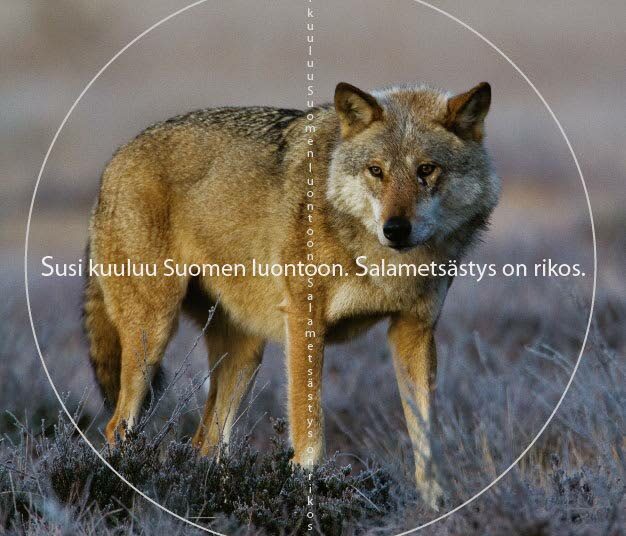 Suomen lajien uhanalaisuusselvityksen mukaan susi on yhä erittäin uhanalainen laji. Luonto-Liitolla on meneillään Salakaadot seis -kampanja.