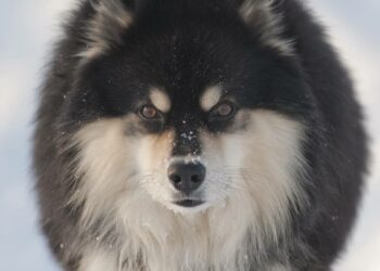 Suomenlapinkoiran suosio perustuu sen monipuolisuuteen sekä tasapainoiseen ja ystävälliseen luonteeseen. Kuvassa suomenlapinkoira Viksalan Uksa.