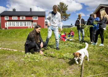 Helmi-koira osallistui juhannussalon tekoon Pohjois-Ruotsissa Jäckvikin kylässä.