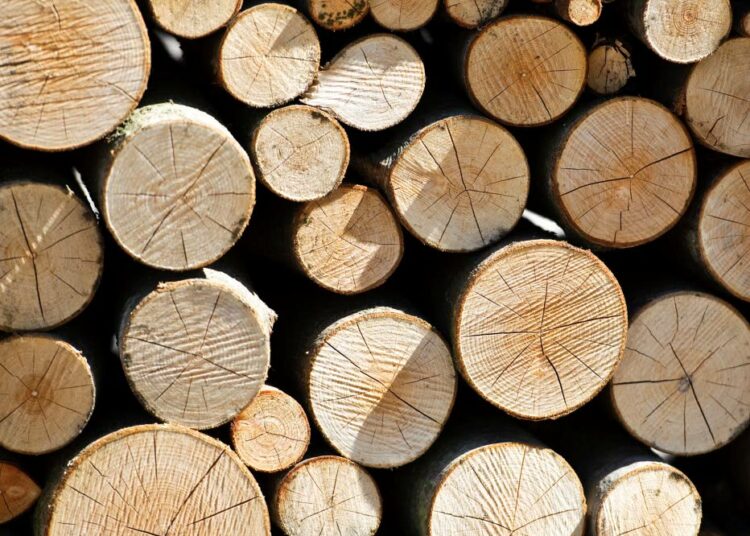 Puuliiton mukaan vain hyvin hoidetut metsät tuottavat laadukasta järeää puuta, joka on korjattavissa ja jalostettavissa kilpailukykyisesti.