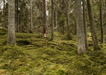 Uhanalaisia metsälajeja on 833, joka on yli 30 prosenttia kaikista uhanalaisista lajeista.