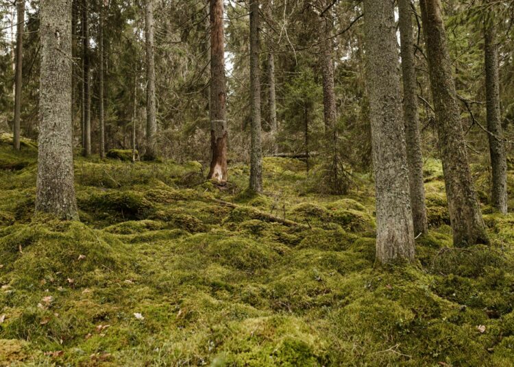 Uhanalaisia metsälajeja on 833, joka on yli 30 prosenttia kaikista uhanalaisista lajeista.