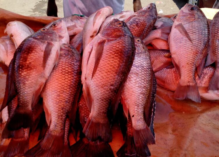 Malawissa kalankasvatus työllistää jo arviolta 30 000 henkeä ja tuottaa 70 prosenttia 14-miljoonaisen väestön saamasta proteiinista.