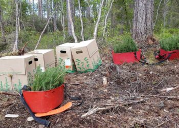 Metsänistutus painottuu Suomessa kevääseen ja alkukesään.